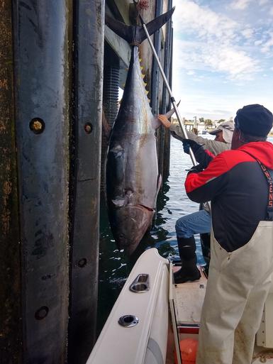 Ken's Blue Fin Tuna